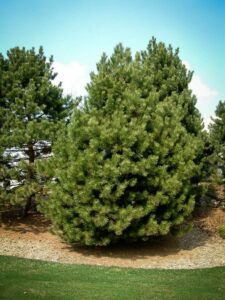 Сосна Чёрная (Pinus Nigra) купить по цене от 270.00р. в интернет-магазине «Посадика» с доставкой почтой в в Агиделе и по всей России – [изображение №1].