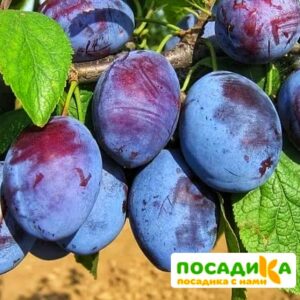 Слива Чачакская ранняя купить по цене от 229.00р. в интернет-магазине «Посадика» с доставкой почтой в в Агиделе и по всей России – [изображение №1].