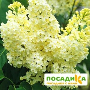 Сирень Примроуз (Primrose) купить по цене от 529.00р. в интернет-магазине «Посадика» с доставкой почтой в в Агиделе и по всей России – [изображение №1].