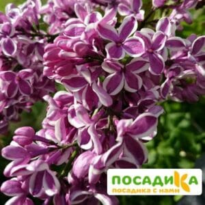 Сирень Сенсация купить по цене от 529.00р. в интернет-магазине «Посадика» с доставкой почтой в в Агиделе и по всей России – [изображение №1].