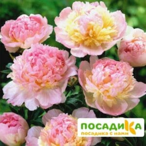 Пион Распберри Сандей (Paeonia Raspberry Sundae) купить по цене от 959р. в интернет-магазине «Посадика» с доставкой почтой в в Агиделе и по всей России – [изображение №1].