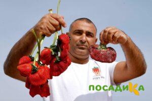 Клубника Гигант Джорнея купить по цене от 266р. в интернет-магазине «Посадика» с доставкой почтой в в Агиделе и по всей России – [изображение №1].