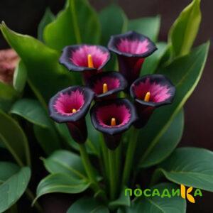 Калла Аура Лейс купить по цене от 400р. в интернет-магазине «Посадика» с доставкой почтой в в Агиделе и по всей России – [изображение №1].