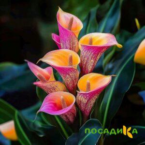 Калла Оникс купить по цене от 450р. в интернет-магазине «Посадика» с доставкой почтой в в Агиделе и по всей России – [изображение №1].