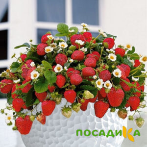 Клубника Рубиновый Шепот (горшечная) купить по цене от 240р. в интернет-магазине «Посадика» с доставкой почтой в в Агиделе и по всей России – [изображение №1].