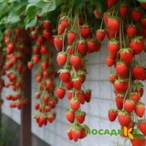 Клубника вьющаяся Комплимент купить по цене от 470р. в интернет-магазине «Посадика» с доставкой почтой в в Агиделе и по всей России – [изображение №1].