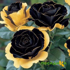 Роза Ханни Сикл купить по цене от 700р. в интернет-магазине «Посадика» с доставкой почтой в в Агиделе и по всей России – [изображение №1].