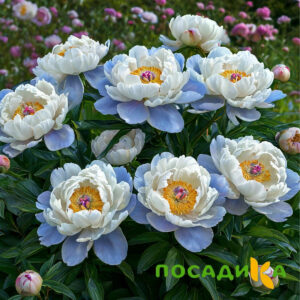 Пион акварельный Этюд купить по цене от 806р. в интернет-магазине «Посадика» с доставкой почтой в в Агиделе и по всей России – [изображение №1].