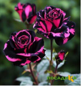 Роза Багровый Шепот купить по цене от 366р. в интернет-магазине «Посадика» с доставкой почтой в в Агиделе и по всей России – [изображение №1].