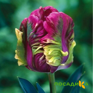 Тюльпан Экзотик Хэвен купить по цене от 186р. в интернет-магазине «Посадика» с доставкой почтой в в Агиделе и по всей России – [изображение №1].